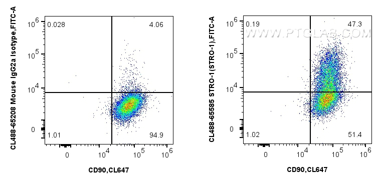 1x10^6 human bone marrow mesenchymal stromal cells were surface stained with CoraLite® Plus 647 Anti-Human CD90, and 5 ul CoraLite® Plus 488 Anti-Human STRO-1 (STRO-1) Mouse IgG2a RecAb (CL488-65585, Clone: STRO-1) or CoraLite® Plus 488 Mouse IgG2a Isotype Control (C1.18.4) (<a class='green' href='/productredirect?CatalogNo=CL488-65208' target='_blank'>CL488-65208</a>, Clone: C1.18.4). Cells were incubated with FC Receptor Block prior to staining. Cells were not fixed. FC experiment of Human Bone marrow mesenchymal stromal cells using CL488-65585