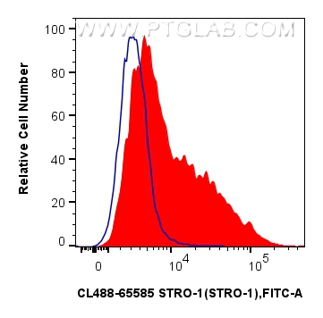 1x10^6 human bone marrow mesenchymal stromal cells were surface stained with 5 ul CoraLite® Plus 488 Anti-Human STRO-1 (STRO-1) Mouse IgG2a RecAb (CL488-65585, Clone: STRO-1)(red) or CoraLite® Plus 488 Mouse IgG2a Isotype Control (C1.18.4) (<a class='green' href='/productredirect?CatalogNo=CL488-65208' target='_blank'>CL488-65208</a>, Clone: C1.18.4) (blue). Cells were incubated with FC Receptor Block prior to staining. Cells were not fixed. FC experiment of Human Bone marrow mesenchymal stromal cells using CL488-65585