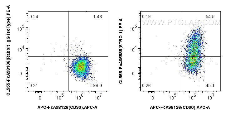 FC experiment of Human Bone marrow mesenchymal stromal cells using CL555-FcA65585