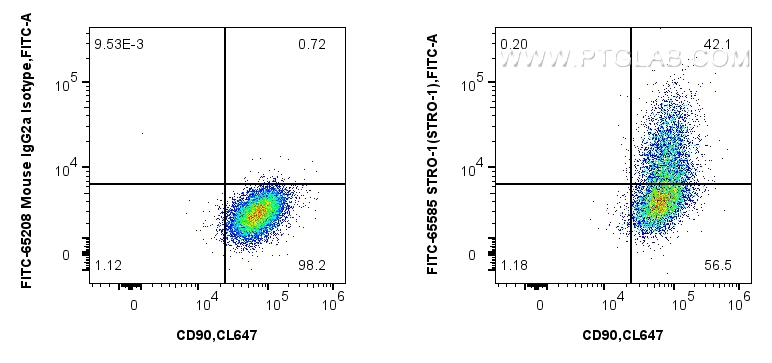 1x10^6 human bone marrow mesenchymal stromal cells were surface stained with CoraLite® Plus 647 Anti-Human CD90, and 5 ul FITC Plus Anti-Human STRO-1 (STRO-1) Mouse IgG2a RecAb (FITC-65585, Clone: STRO-1) or FITC Plus Mouse IgG2a Isotype Control (C1.18.4) (<a class='green' href='/productredirect?CatalogNo=FITC-65208' target='_blank'>FITC-65208</a>, Clone: C1.18.4). Cells were incubated with FC Receptor Block prior to staining. Cells were not fixed. FC experiment of Human Bone marrow mesenchymal stromal cells using FITC-65585