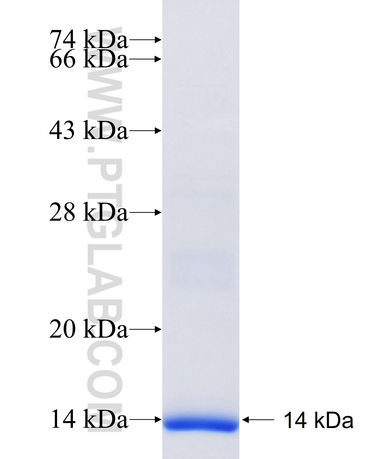 STS fusion protein Ag34364 SDS-PAGE STS fusion protein Ag34364 SDS-PAGE