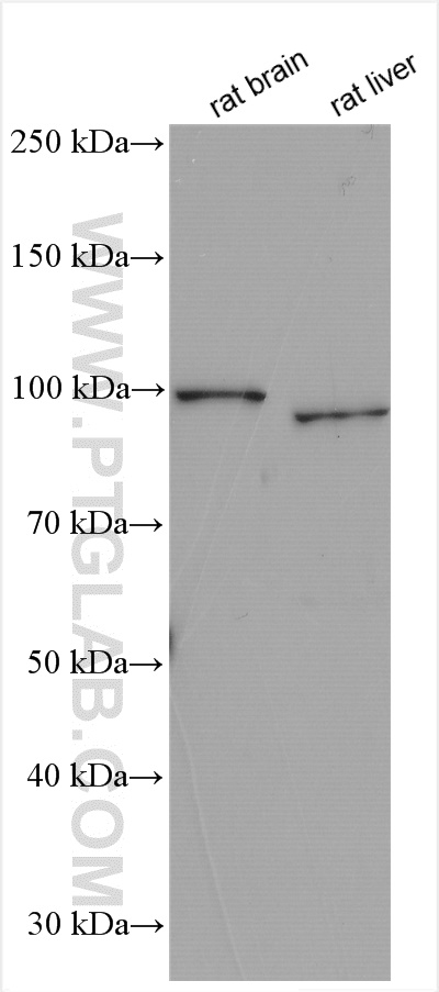 WB analysis using 15323-1-AP