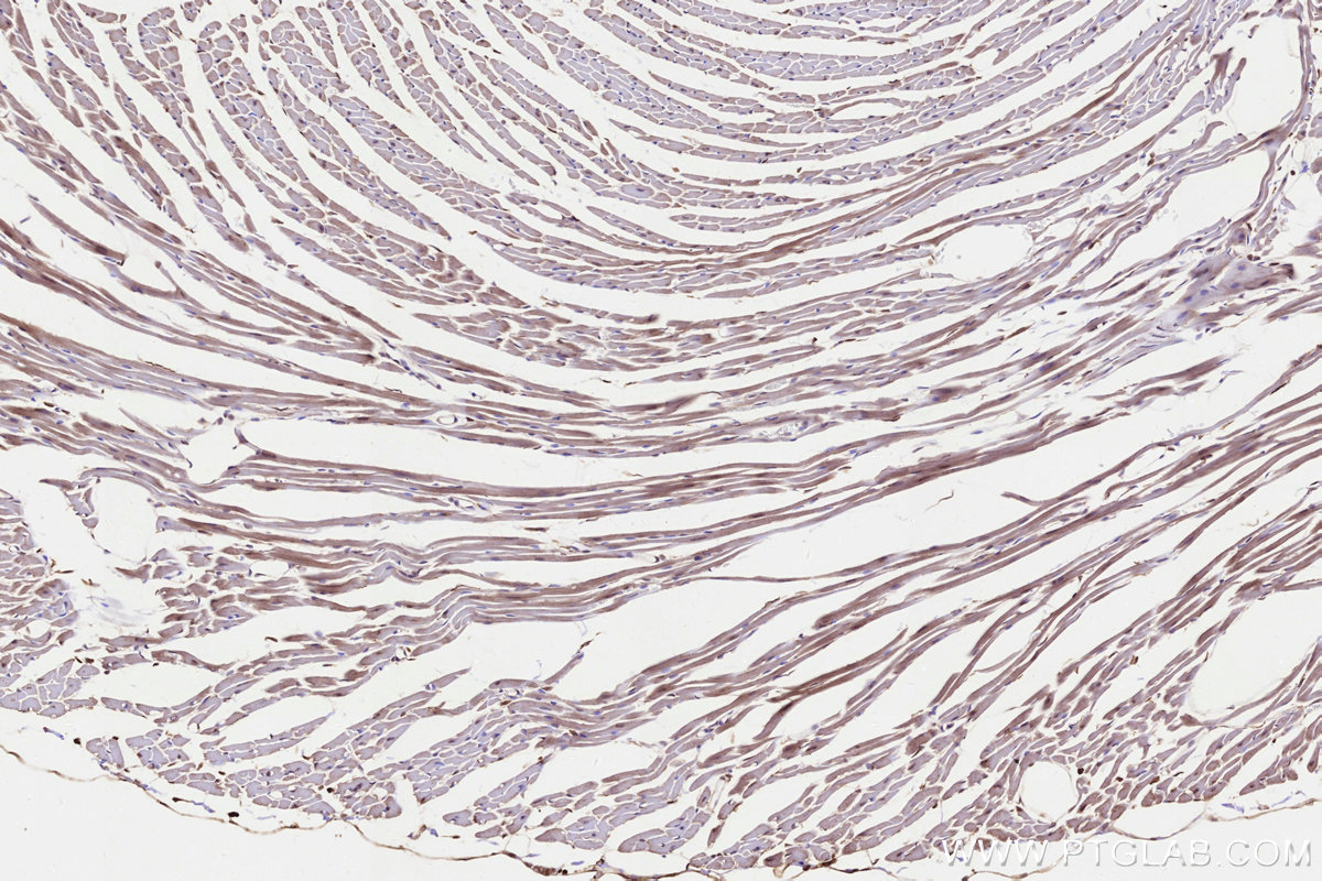 IHC staining of mouse heart using 68496-1-Ig