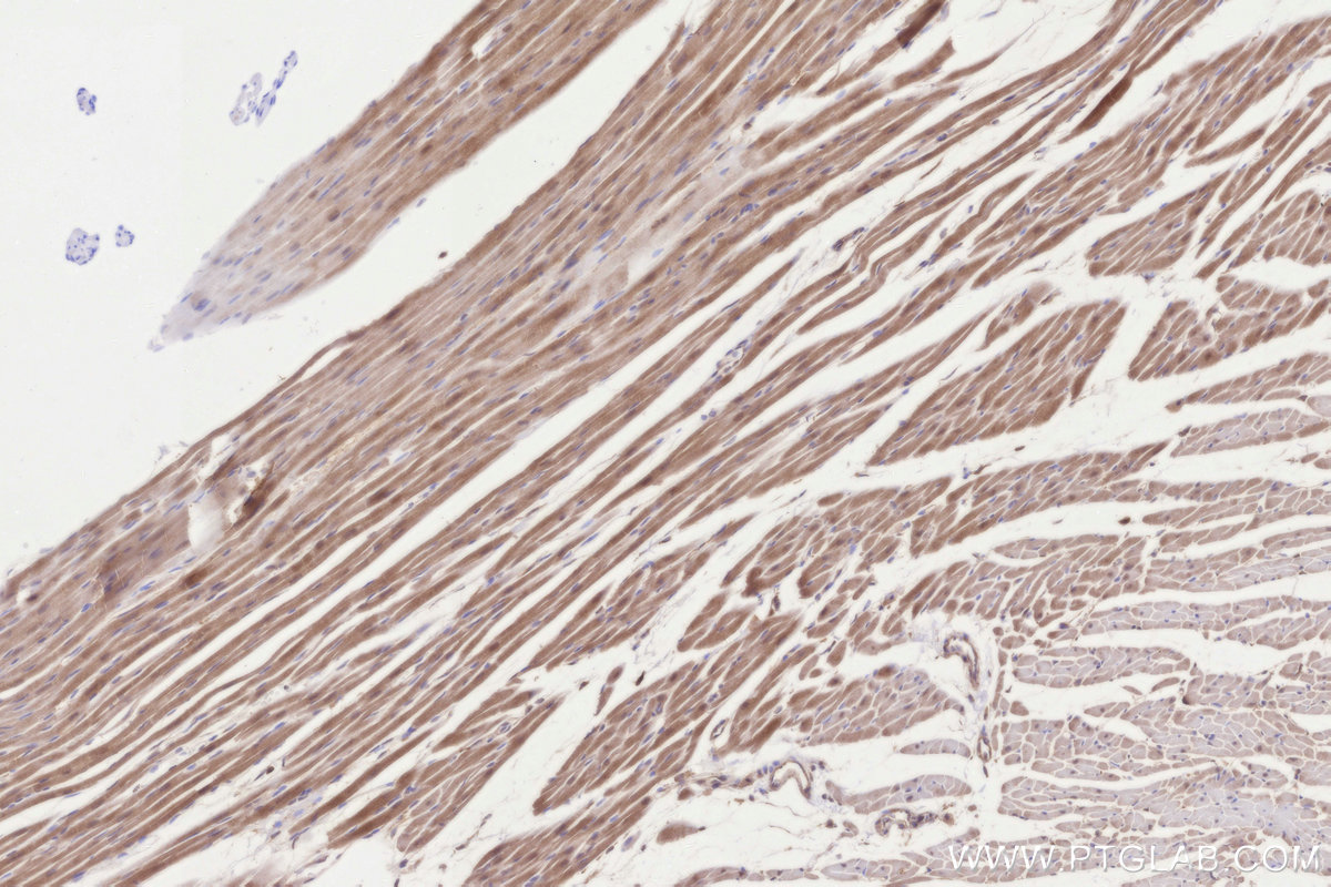 IHC staining of rat heart using 68496-1-Ig