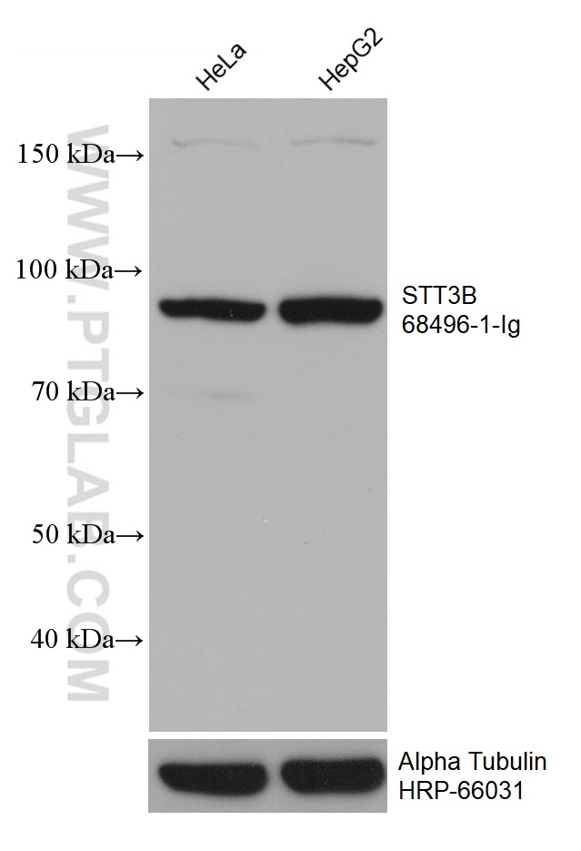 WB analysis using 68496-1-Ig (same clone as 68496-1-PBS)