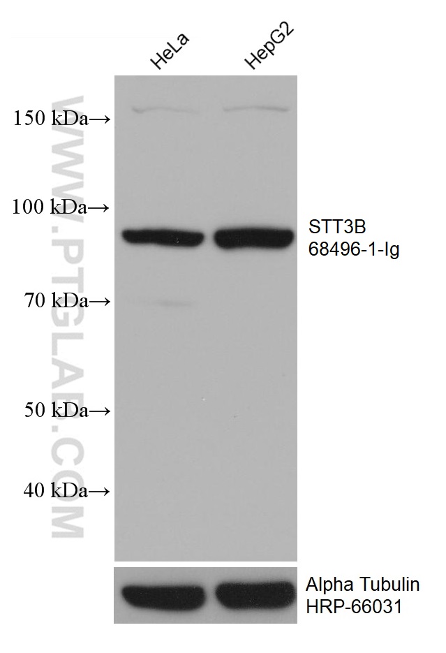 WB analysis using 68496-1-Ig