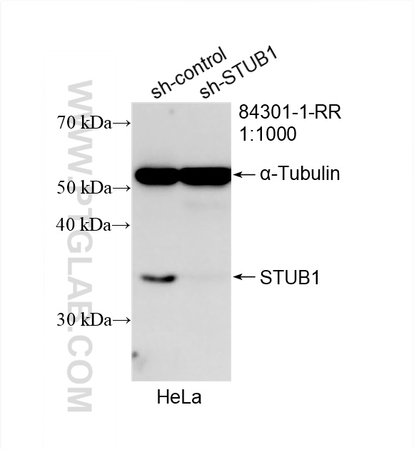 WB analysis of HeLa using 84301-1-RR (same clone as 84301-1-PBS)