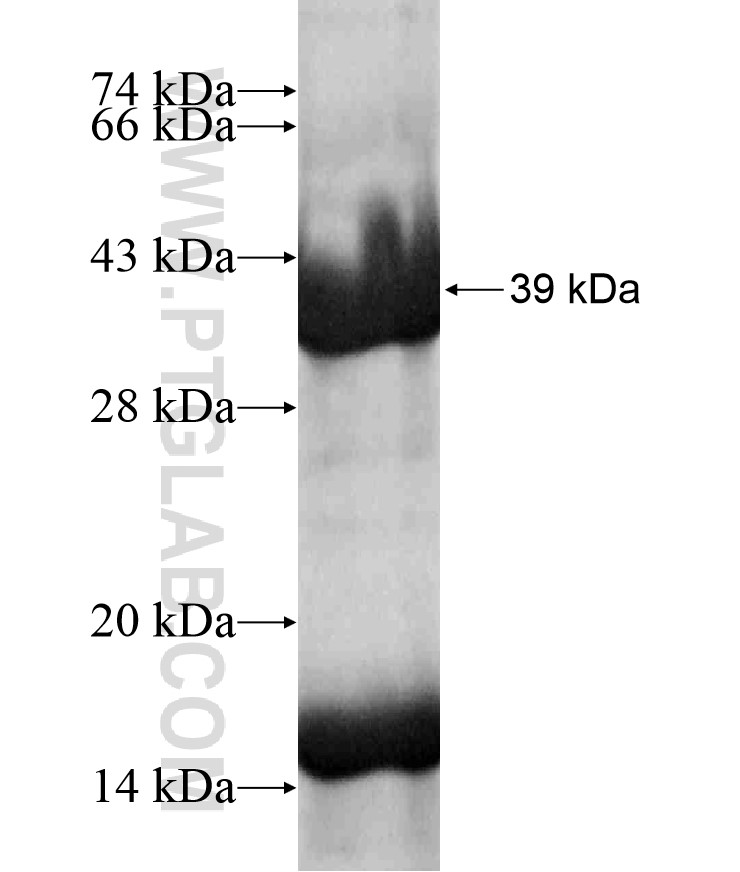 STX11 fusion protein Ag18048 SDS-PAGE STX11 fusion protein Ag18048 SDS-PAGE