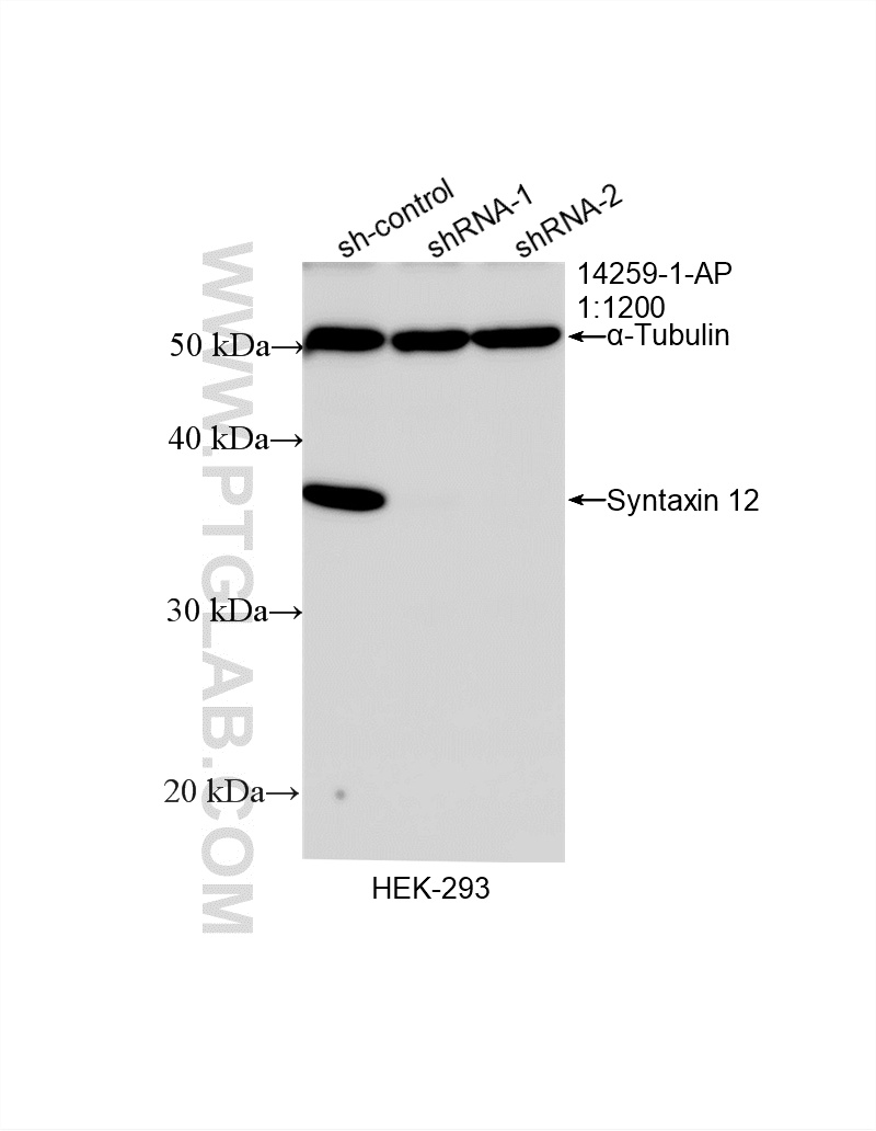WB analysis of HEK-293 using 14259-1-AP