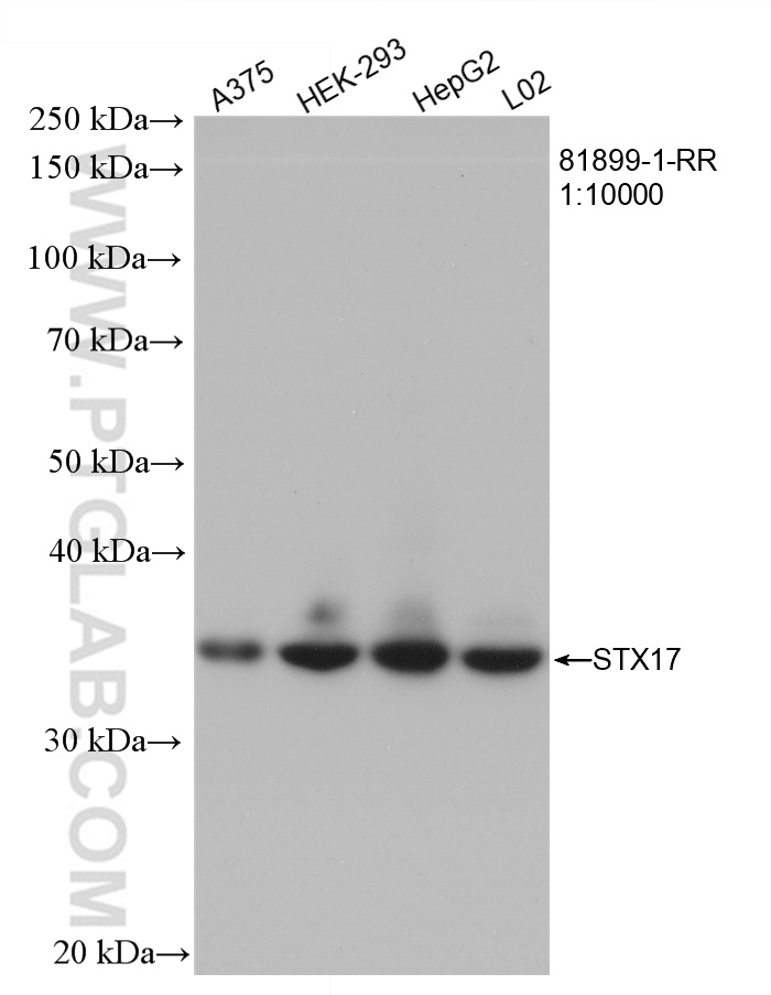 Various lysates were subjected to SDS PAGE followed by western blot with 81899-1-RR (STX17 antibody) at dilution of 1:10000 incubated at room temperature for 1.5 hours. WB analysis using 81899-1-RR
