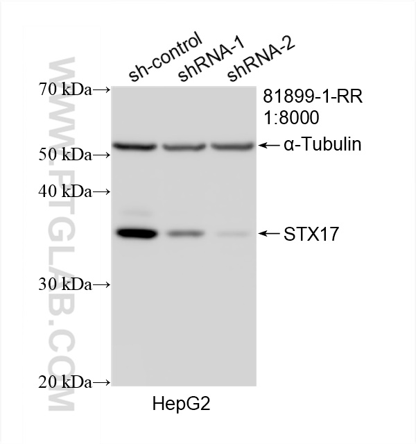 WB analysis of HepG2 using 81899-1-RR