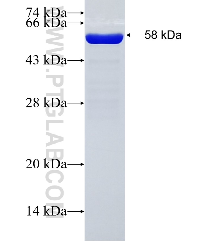 STX17 fusion protein Ag12134 SDS-PAGE