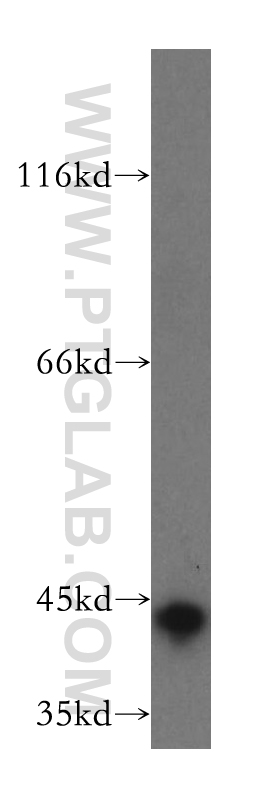 Syntaxin 18 Polyclonal antibody