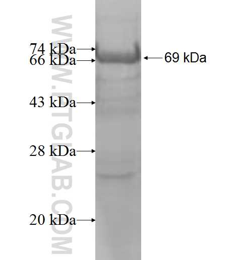 Syntaxin 18 fusion protein Ag8777 SDS-PAGE