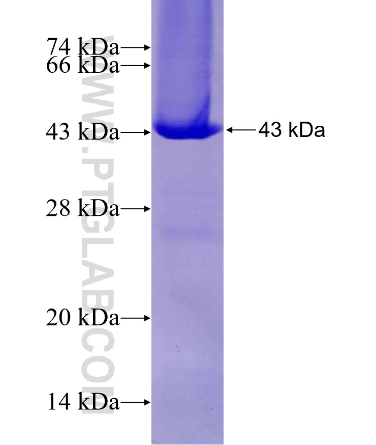 Syntaxin 18 fusion protein Ag8947 SDS-PAGE