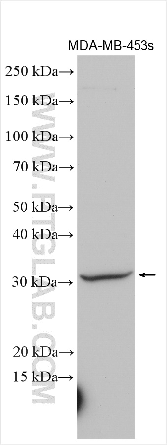 Syntaxin 19