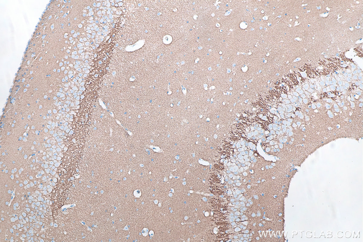 IHC staining of mouse brain using 66437-1-Ig