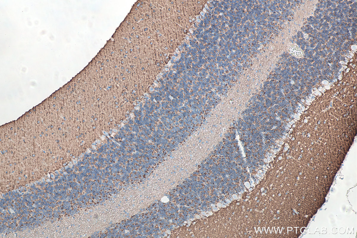 IHC staining of rat cerebellum using 66437-1-Ig