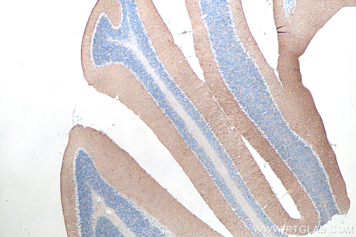 IHC staining of mouse cerebellum using 66437-1-Ig