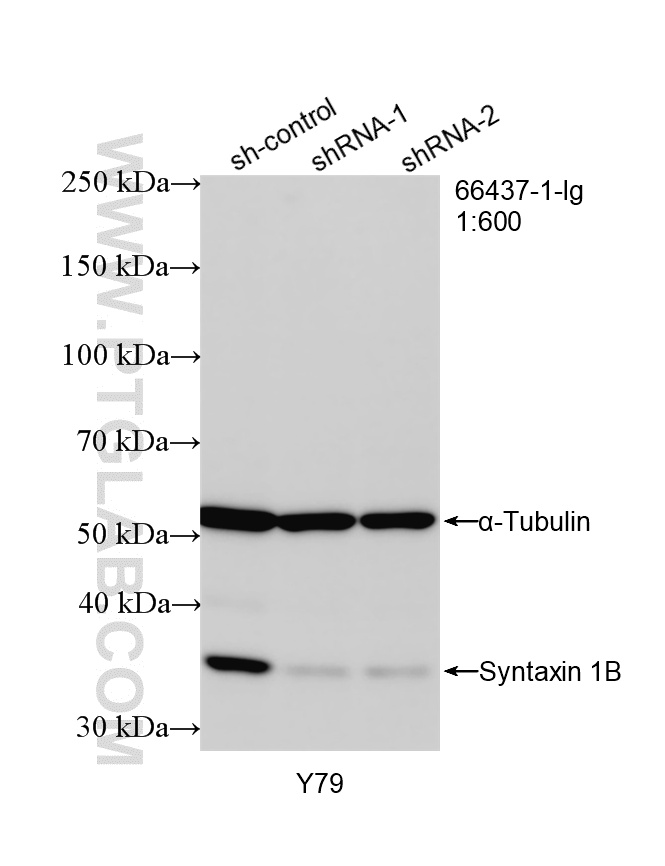 WB analysis of Y79 using 66437-1-Ig