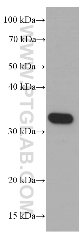 Syntaxin 1A / Syntaxin 1B Monoclonal antibody