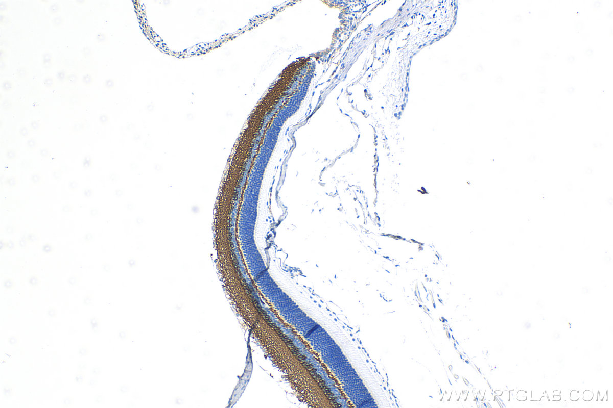 IHC staining of mouse eye using 83298-1-RR (same clone as 83298-1-PBS)