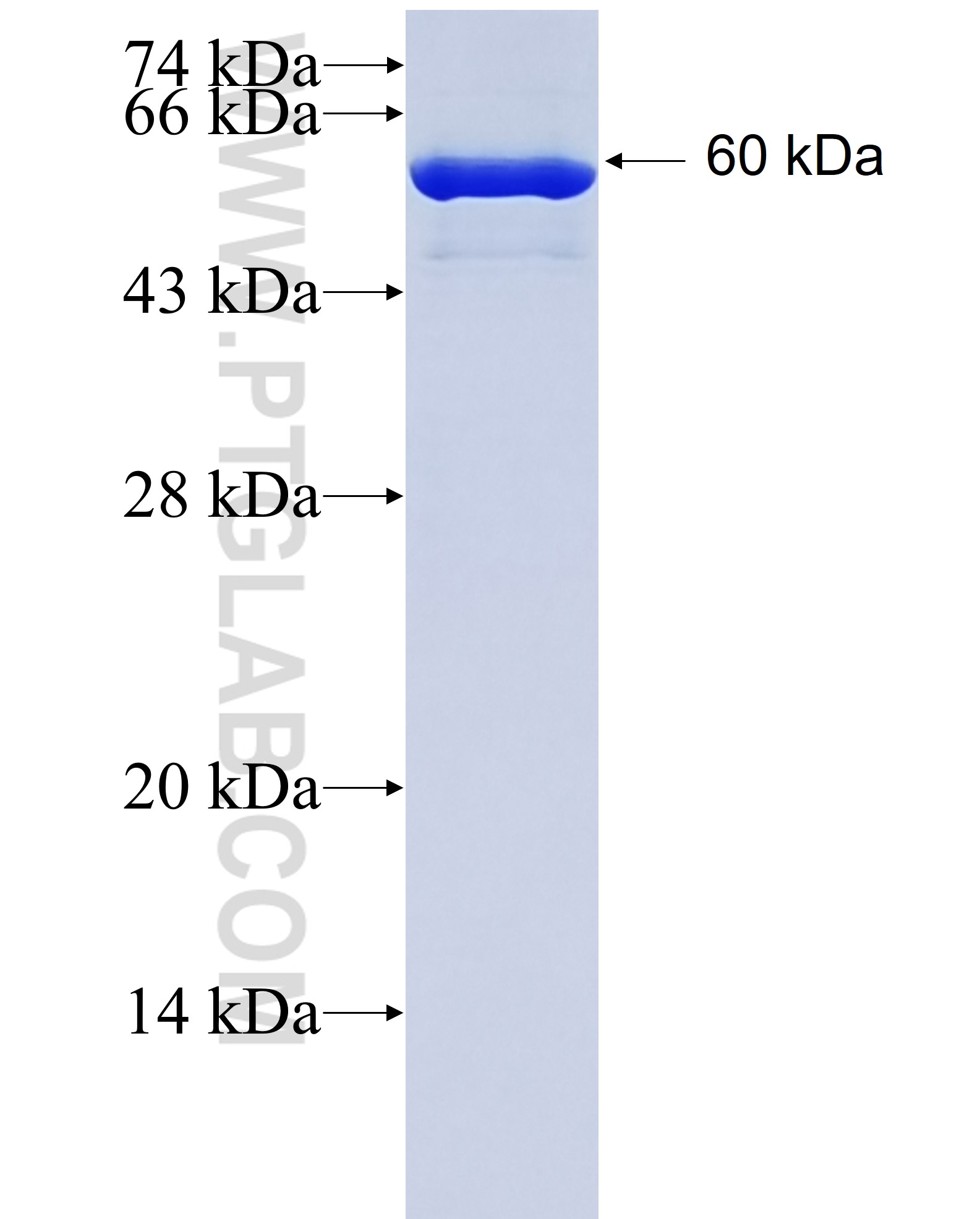 STX1B fusion protein Ag10275 SDS-PAGE