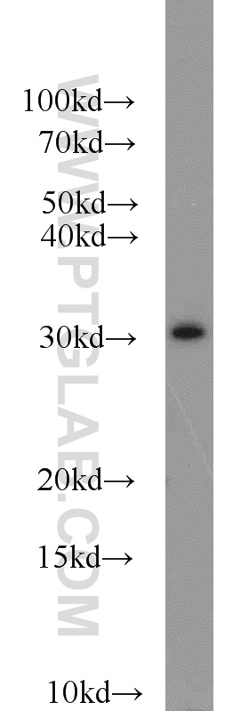 Syntaxin 2 Polyclonal antibody