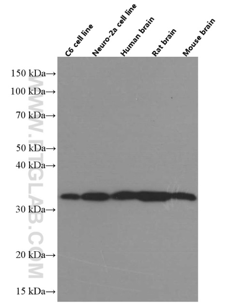 Syntaxin 6 Monoclonal antibody