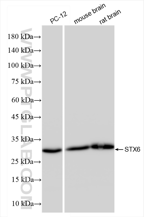 WB analysis using 84627-5-RR
