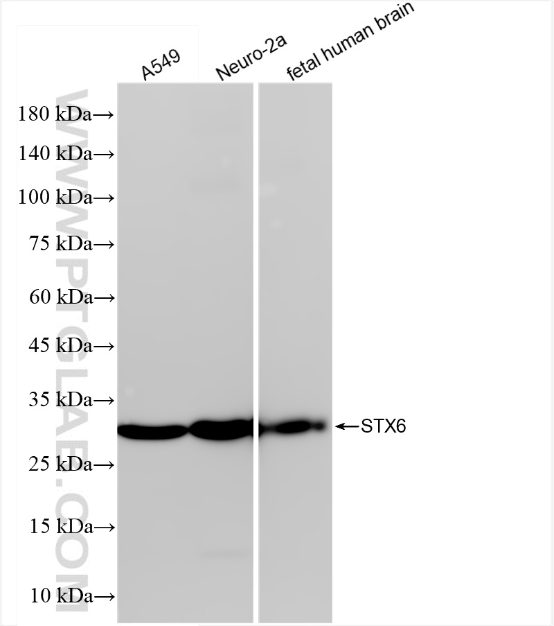 WB analysis using 84627-5-RR