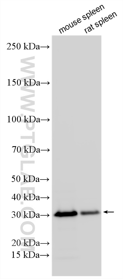WB analysis using 12322-1-AP