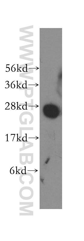 Syntaxin 8