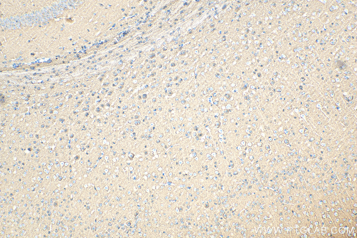 Immunohistochemical analysis of paraffin-embedded mouse brain tissue slide using 11459-1-AP (STXBP1 antibody) at dilution of 1:200 (under 10x lens). Heat mediated antigen retrieval with Tris-EDTA buffer (pH 9.0). IHC staining of mouse brain using 11459-1-AP