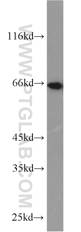 STXBP1 Polyclonal antibody