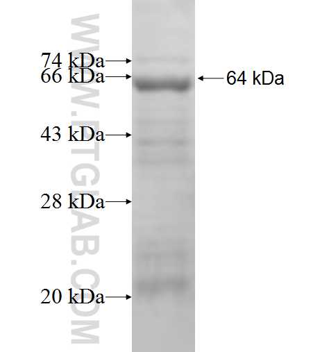 STXBP1 fusion protein Ag1978 SDS-PAGE