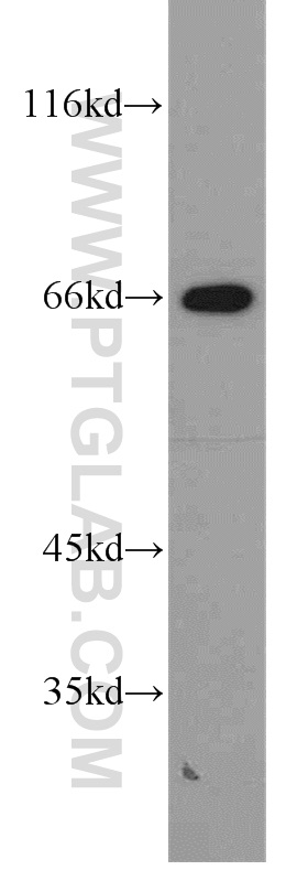 STXBP2 Polyclonal antibody