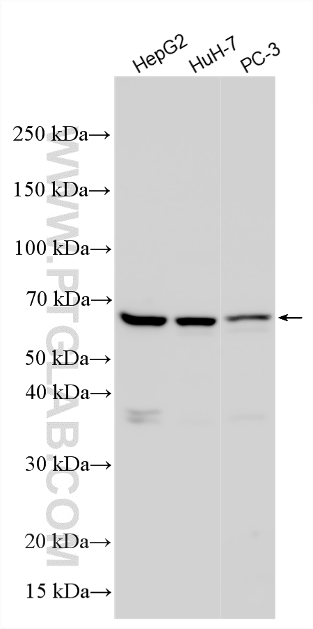 Various lysates were subjected to SDS PAGE followed by western blot with 14231-1-AP (STXBP4 antibody) at dilution of 1:4000 incubated at room temperature for 1.5 hours. WB analysis using 14231-1-AP
