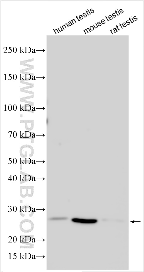 WB analysis using 12237-1-AP
