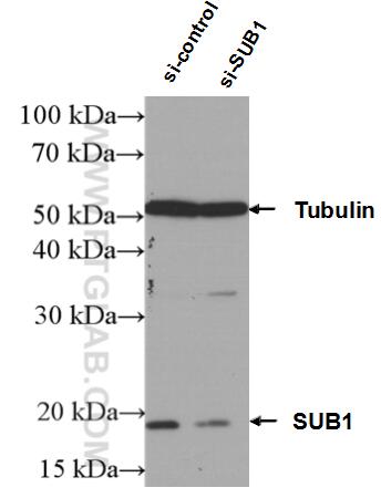 WB analysis of A549 using 10948-2-AP