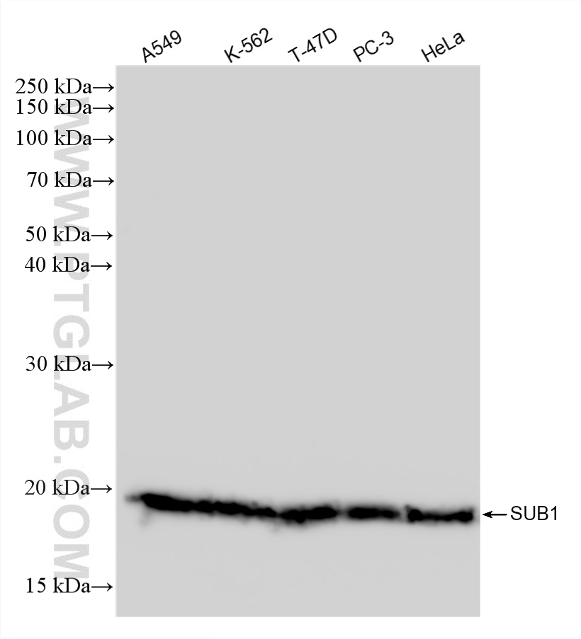 WB analysis using 88052-1-RR WB analysis using 88052-1-RR