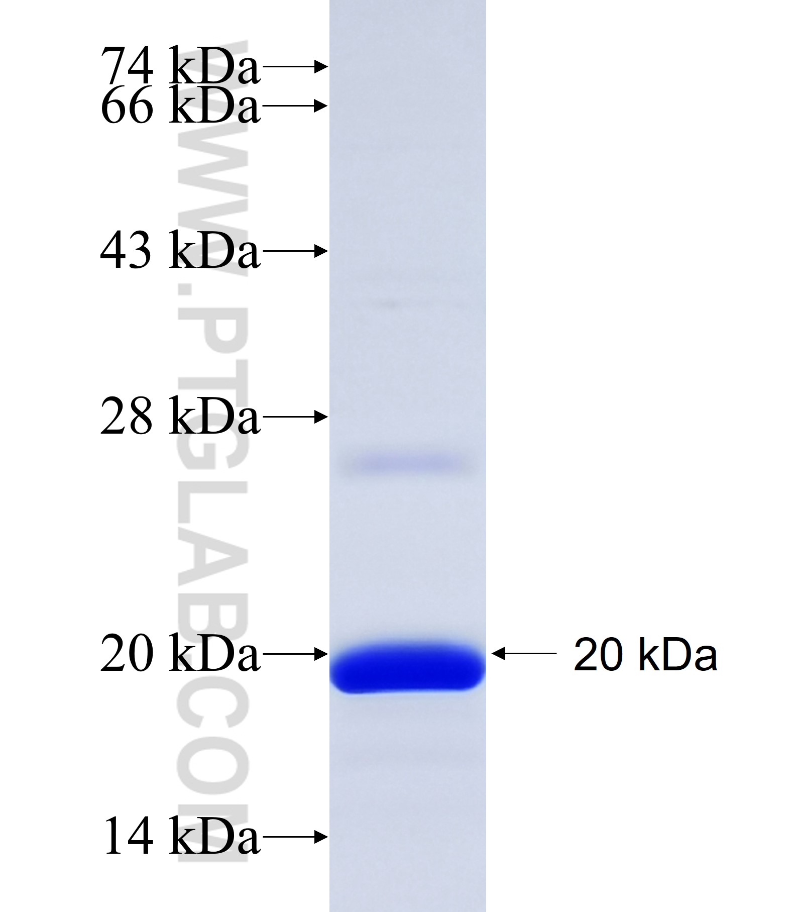 SUB1 fusion protein Ag35131 SDS-PAGE