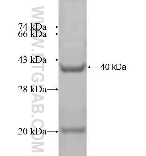 SUB1 fusion protein Ag2559 SDS-PAGE