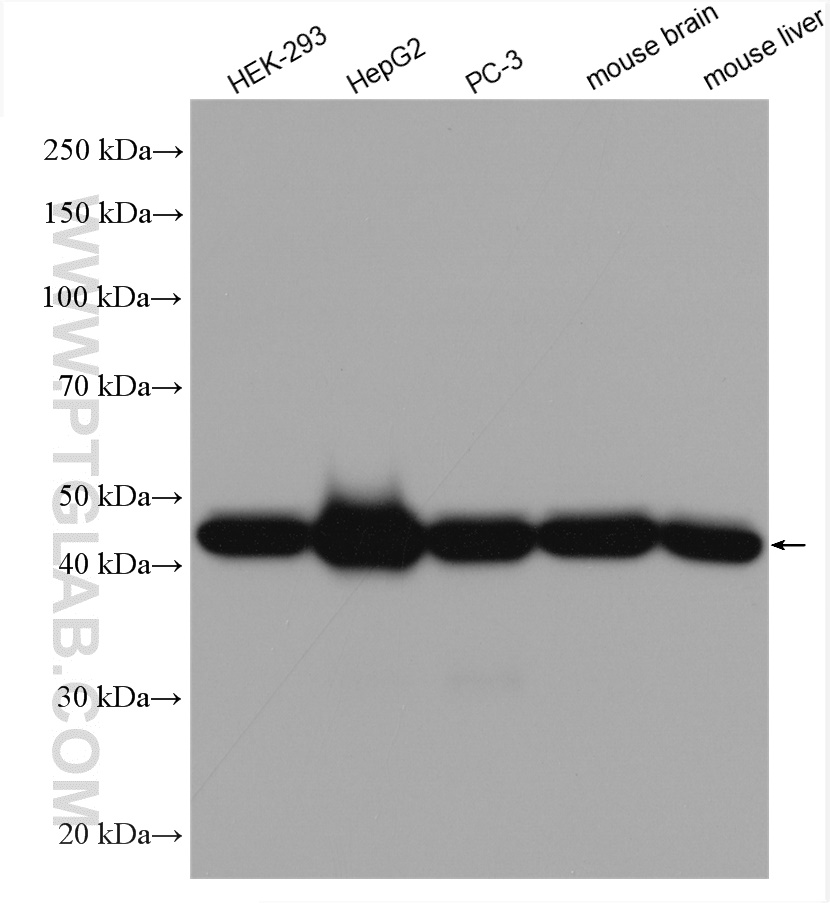 WB analysis of HEK-293 using 12627-1-AP