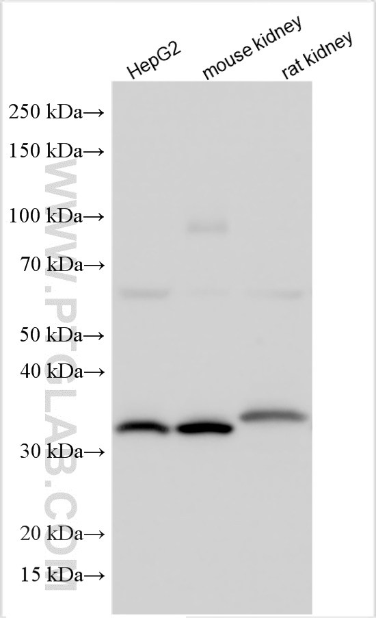 WB analysis using 14923-1-AP