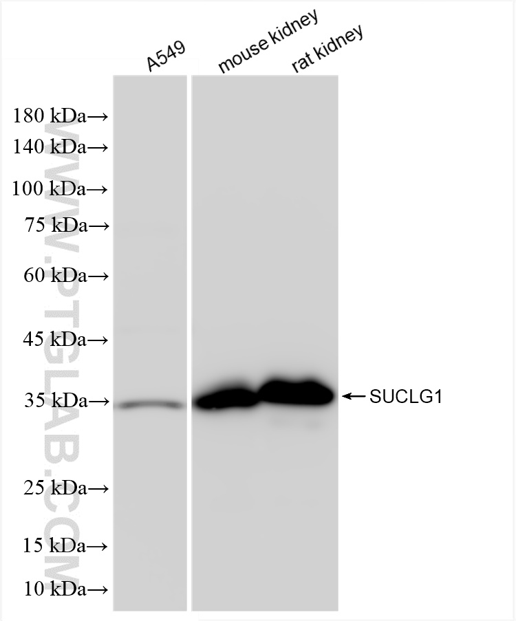 WB analysis using 86072-1-RR (same clone as 86072-1-PBS)