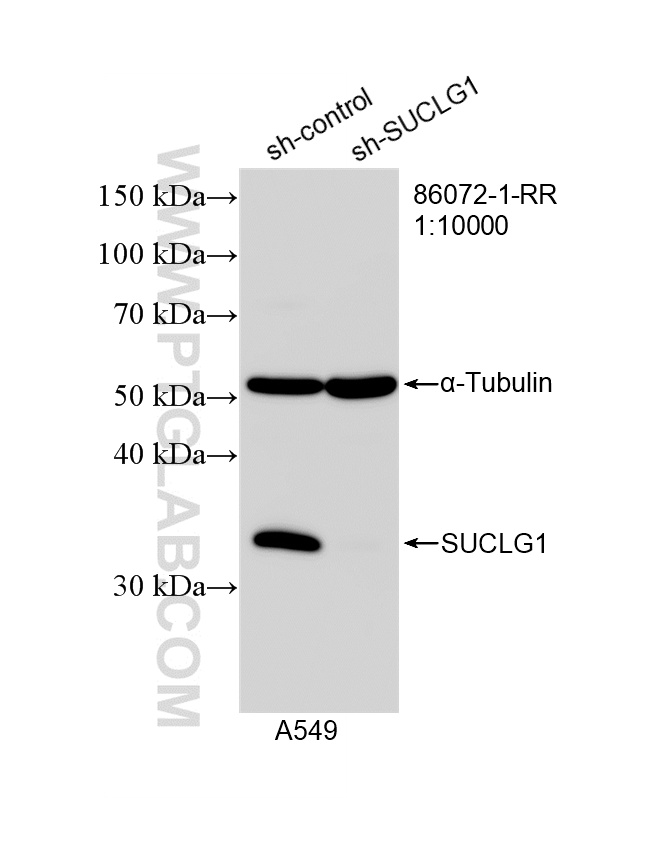 WB analysis of A549 using 86072-1-RR (same clone as 86072-1-PBS)