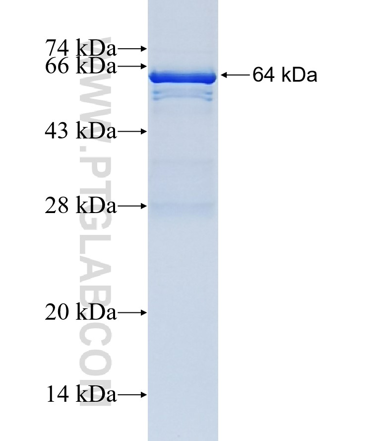 SUCLG1 fusion protein Ag6481 SDS-PAGE