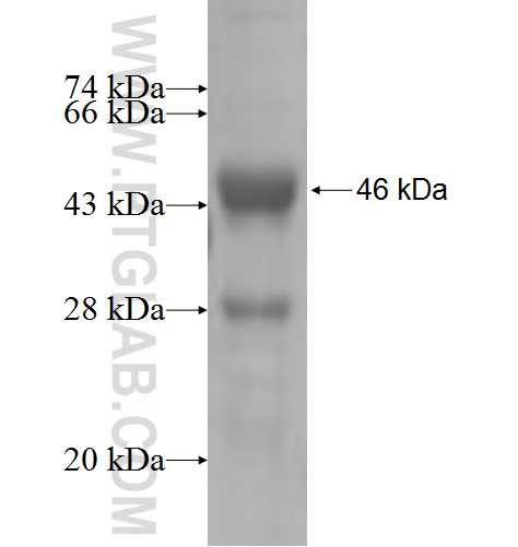 SUCLG2 fusion protein Ag5495 SDS-PAGE