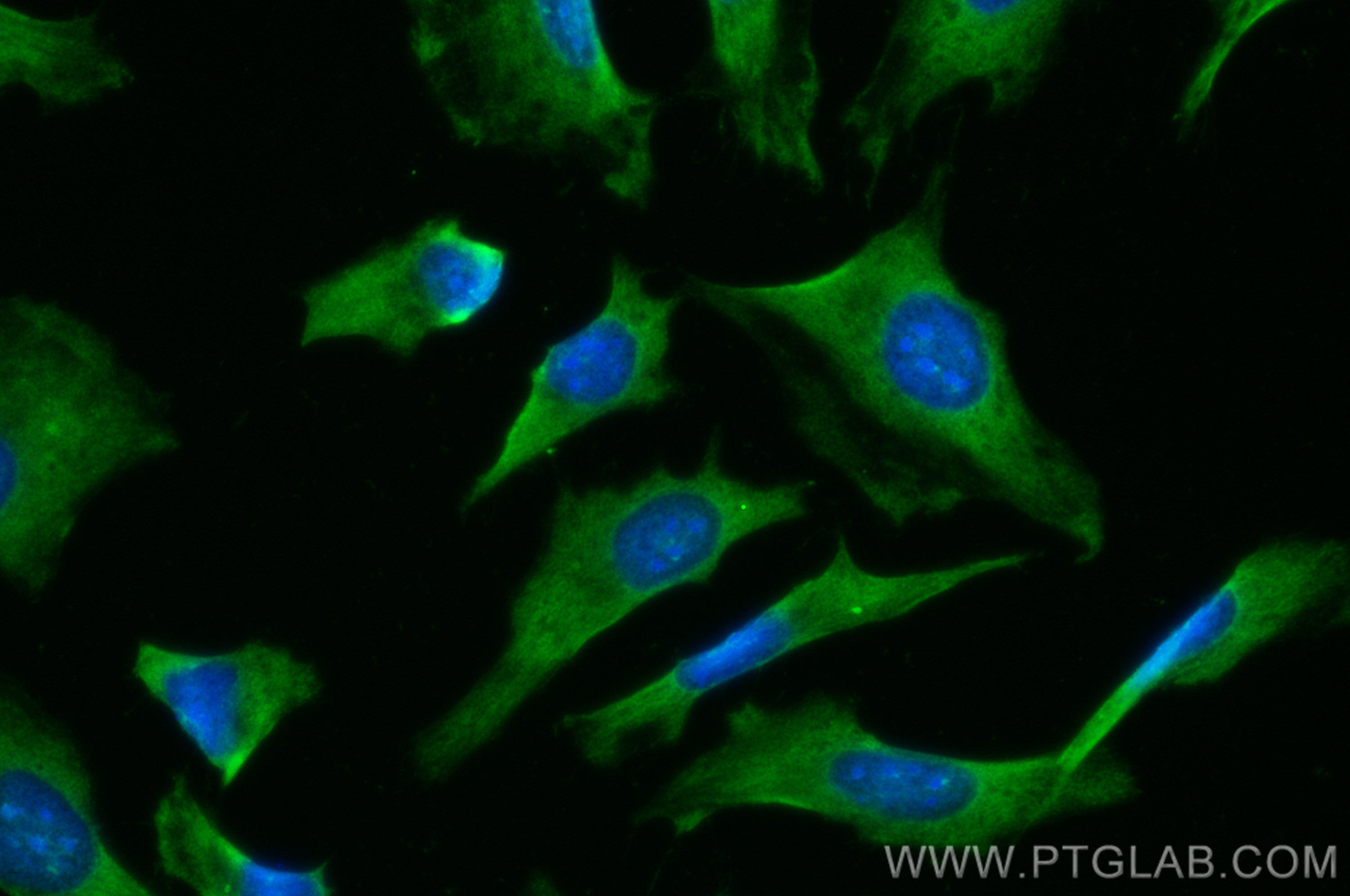 IF Staining of HeLa using CL488-26759